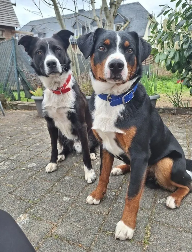 Blacky und Loki, die beiden Hofhunde, sitzen nebeneinander