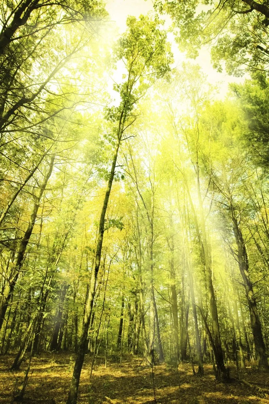Sonnenlicht fällt durch einen Wald