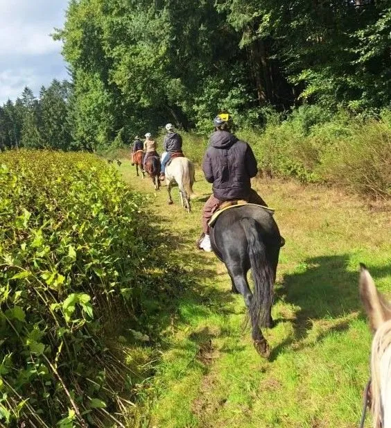 Ausritt durch den Wald