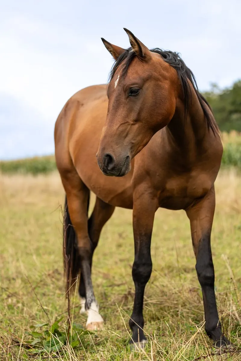 Saphir