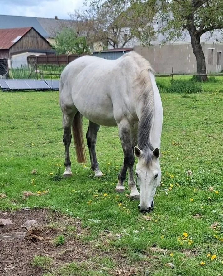 Ein Schimmel grast auf der Weide