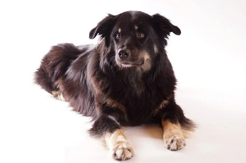 Ein Australian Shepherd liegt entspannt vor weißem Hintergrund